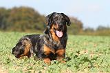 BEAUCERON 549